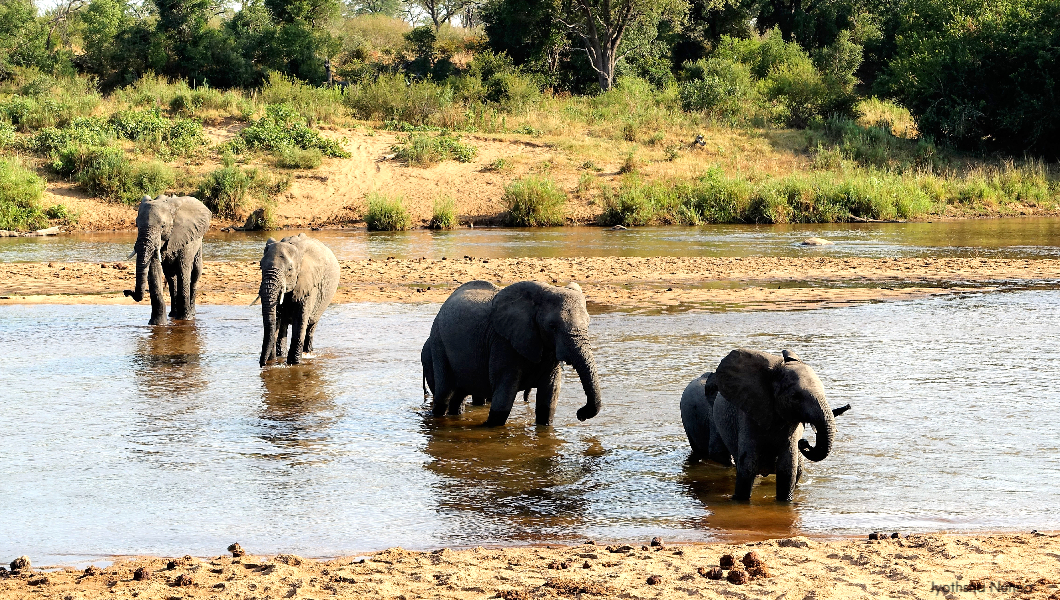 Elephants Crossing